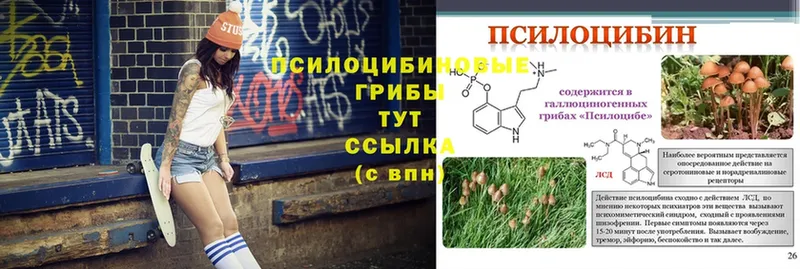 купить наркотики сайты  Нытва  Псилоцибиновые грибы Cubensis 